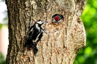 Woodpecker Family Bonds