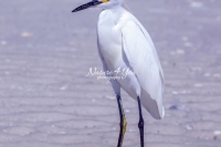 Snowy Egret Florida Everglades