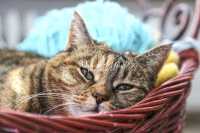 Nature Photography; Art; Urban Animal Life; Urban Living; Cat; Germany, Bavaria