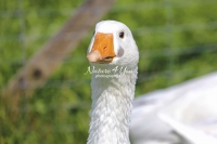 Nature Photography; Art; Urban Animal Life; Urban living; Goose; Germany; Bavaria