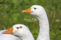 Nature Photography; Art; Urban Animal Life; Urban living; Goose; Germany; Bavaria