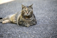 Nature Photography; Art; Urban Animal Life; Urban living; Cat; Germany; Bavaria