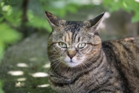 Nature Photography; Art; Urban Animal Life; Urban living; Cat; Germany; Bavaria