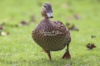 Nature Photography; Art; Urban Animal Life; Urban living; Rouen Duck; La Bourdonnerie; Normandy