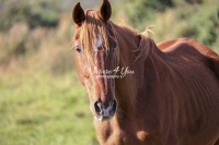 Nature Photography; Art; Urban Animal Life; Urban living; Horse; Normandy