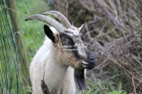 Nature Photography; Art; Urban Animal Life; Urban living; Peacock Goat; La Bourdonnerie; Normandy