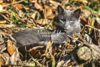 Nature Photography; Art; Urban Animal Life; Urban living; Cat; La Bourdonnerie; Normandy