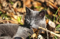 Nature Photography; Art; Urban Animal Life; Urban living; Cat; Normandy