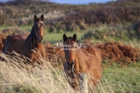 Nature Photography; Art; Urban Animal Life; Urban living; Horses; Normandy