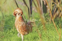 Nature Photography; Art; Urban Animal Life; Urban living; Padovana Chicken; La Bourdonnerie; Normandy