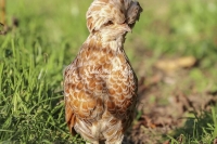 Nature Photography; Art; Urban Animal Life; Urban living; Padovana Chicken; La Bourdonnerie; Normandy