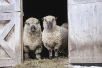 Nature Photography; Art; Urban Animal Life; Urban living; Shropshire Sheeps, Bavaria