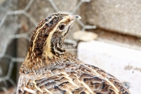 Nature Photography; Art; Urban Animal Life; Urban living; Quail, Bavaria