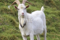 Nature Photography; Art; Urban Animal Life; Urban living; Saanen Goat, Bavaria