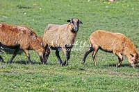 Nature Photography; Art; Urban Animal Life; Urban living; Barbados Black Belly Sheeps, Bavaria