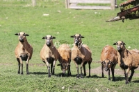 Nature Photography; Art; Urban Animal Life; Urban living; Barbados Black Belly Sheeps, Bavaria