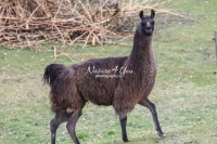 Nature Photography; Art; Urban Animal Life; Urban living; Lama, Bavaria