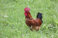 Nature Photography; Art; Urban Animal Life; Urban living; New Hemshire Chicken, Bavaria