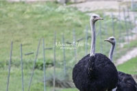 Nature Photography; Art; Urban Animal Life; Urban living; Ostrich, Bavaria