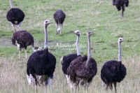 Nature Photography; Art; Urban Animal Life; Urban living; Ostrich, Bavaria