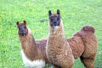 Nature Photography; Art; Urban Animal Life; Urban living; Lama, Bavaria