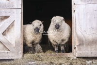 Nature Photography; Art; Urban Animal Life; Urban living; Shropshire Sheeps, Bavaria