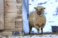 Nature Photography; Art; Urban Animal Life; Urban living; Shropshire Sheeps, Bavaria