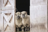 Nature Photography; Art; Urban Animal Life; Urban living; Shropshire Sheeps, Bavaria