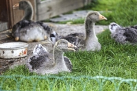 Nature Photography; Art; Urban Animal Life; Urban living; Emden Goslings, Bavaria