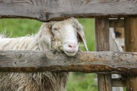 Nature Photography; Art; Urban Animal Life; Urban living; Pygora goat; Bavaria
