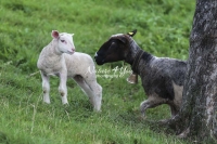 Nature Photography; Art; Urban Animal Life; Urban living; Highland Sheep & lamb; Switzerland