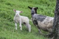 Nature Photography; Art; Urban Animal Life; Urban living; Highland Sheep & lamb; Switzerland