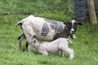 Nature Photography; Art; Urban Animal Life; Urban living; Highland Sheep & lamb; Switzerland