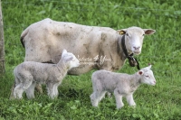 Nature Photography; Art; Urban Animal Life; Urban living; Highland Sheep & lambs; Switzerland