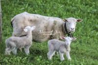 Nature Photography; Art; Urban Animal Life; Urban living; Highland Sheep & lambs; Switzerland