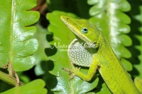 Green anole lizard in the swamps of the Everglades