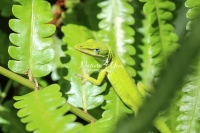 Green anole lizard crawling up leaves in the Everglades