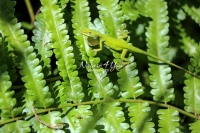 Green anole lizard crawling up leaves in the Everglades