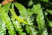 Green anole lizard crawling up leaves in the Everglades