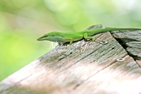 Carolina anole lizard crawling on wooden railing in the Everglades