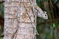 Eastern gray squirrel climbing tree in the swamps of the Everglades