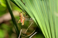 Lubber Grasshopper climbing up leaves in the swamps of the Everglades