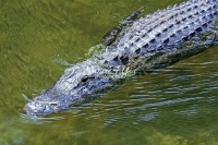 Cypress alligator resting in water