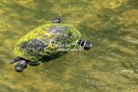 Florida red-bellied cooter turtle in the swamps of the Everglades