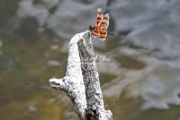 Halloween pennant dragonfly in the swamps of the Everglades