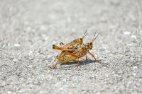 Lubber grasshoppers mating in the Everglades