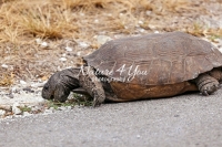 Gropher tortoise turtle eating on a road side in the Everglades