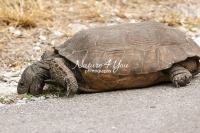Gropher tortoise turtle eating on a road side in the Everglades