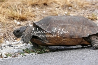 Gopher tortoise crawling on a road in the Everglades