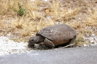 Gropher tortoise turtle eating on a road side in the Everglades